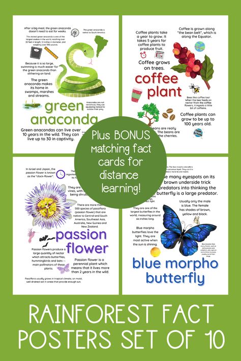 Rainforest Facts For Kids, Rainforest Facts, Rainforest Project, Habitats Projects, Rainforest Theme, Solar System Projects, Rainforest Plants, Fun Facts For Kids, Unusual Facts