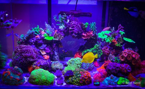 Let's see your 2019 Full Tank (FTS) Shots! | Page 20 | REEF2REEF Saltwater and Reef Aquarium Forum Purple Aquarium, Glofish Tank, Glofish Aquarium, Reef Tank Aquascaping, Coral Aquarium, Glow Fish, Saltwater Aquariums, Fish Aquarium Decorations, Fish Tank Themes