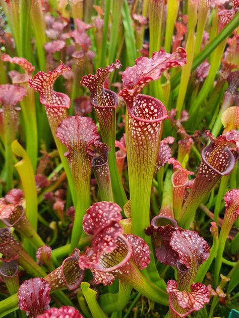 Carnivores Plants, Carnivorous Plants Terrarium, Carnivorous Pitcher Plant, Titan Arum, Insectivorous Plant, Bog Garden, Supplements Packaging, Pollinator Plants, Backyard Garden Ideas