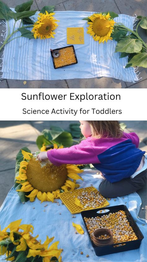 This is a great sensory experience and so educational for literally all ages! Sunflower Sensory Activities, Sunflower Sensory Bin, Sunflower Activities For Preschool, Science Activities For Toddlers, Pre-k Science, Toddler Science Experiments, Sensory Activities Toddlers, Toddler Sensory, Sensory Experience