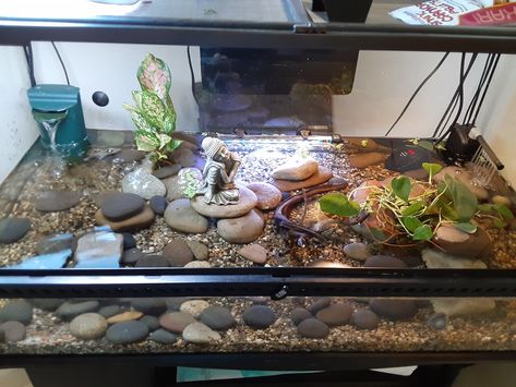 Crab Tank, Turtle Terrarium, Fiddler Crab, Tank Plants, Turtle Habitat, Cool Fish Tanks, Reptile Room, Turtle Tank, Fish Tank Plants