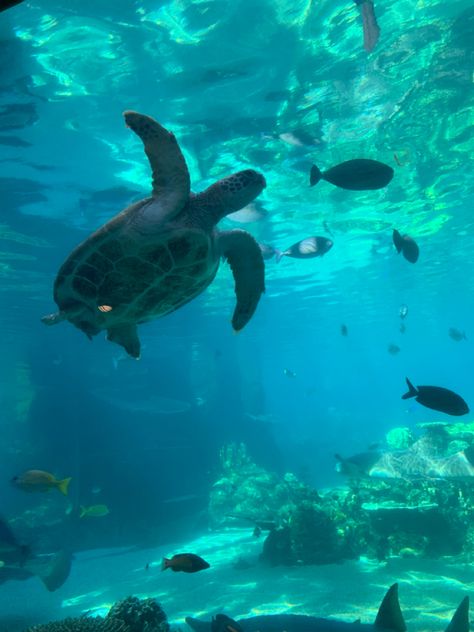 Ocean Life Photography, Aquarium Aesthetic, Turtle Aquarium, Aquarium Pictures, Aesthetic Tropical, Tropical Aesthetic, Under The Water, Underwater Creatures, Ocean Vibes