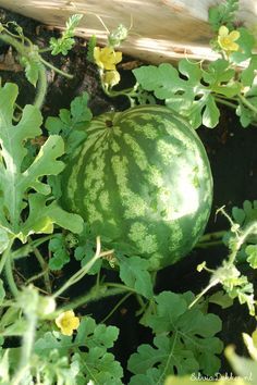 Growing In A Greenhouse, Watermelon Growing, Watermelon Vodka Drinks, Watermelon Vines, Watermelon Tree, Watermelon Juice Recipe, Watermelon Sangria, Watermelon Dessert, Dr Ideas