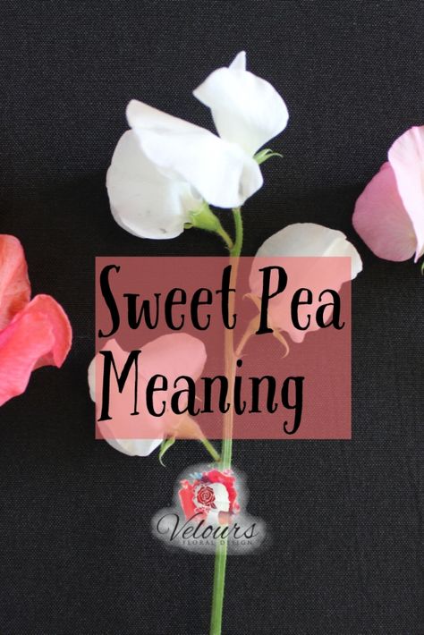 Sweet Pea Wrist Tattoo, Sweet Pea Tattoo Traditional, Sweet Pea Pod Tattoo, Sweet Pea And Daisy Bouquet, Sweet Pea Flower Meaning, Tiny Sweet Pea Tattoo, Sweet Pea Tattoo Behind Ear, Sweetpea Tattoos, Small Sweet Pea Tattoo