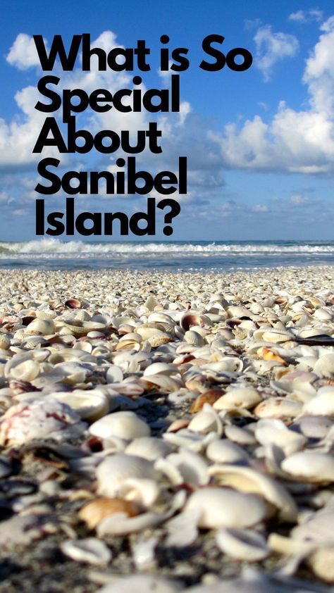 The Bell Team, a real estate agency of Sanibel Island Florida, shares why Sanibel Island is so popular and why so many people seek to live on and vacation on the island for potential Sanibel homebuyers. Santa Maria Island Florida, Sanibel Island Shells, Fort Meyers, Sanibel Florida, Florida Vacation Spots, Sanibel Island Florida, Usa Trip, Team A, Sanibel Island