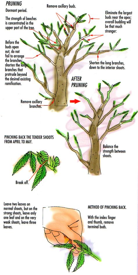 Pruning and Caring for your bonsai Bonsai For Beginners, Bonsai Pruning, Prunus Mume, Bonsai Care, Bonsai Tree Care, Bonsai Techniques, Indoor Bonsai Tree, Plantas Bonsai, Bonsai Styles