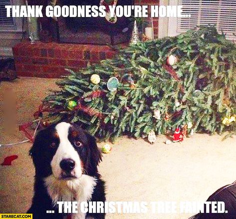 Thank goodness you’re home the Christmas tree fainted | StareCat.com Tierischer Humor, Christmas Memes, Dog Shaming, Love My Dog, Memes Humor, E Card, Dog Sitting, Animal Quotes, Funny Animal Pictures