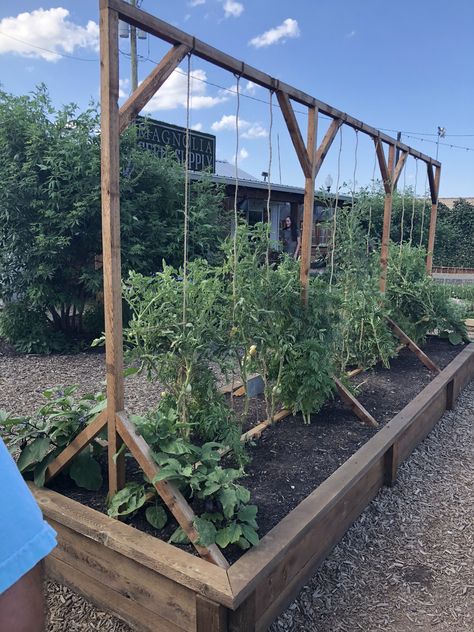 Tomato trellises at magnolia silos in Waco Texas. Verticle Garden Tomatoes, Wooden Tomato Cages, Vertical Tomato Trellis, Tomato Raised Garden Bed, Tomato Support Ideas Raised Beds, Raised Bed Tomatoes, Raised Tomato Beds, Tomato Garden Ideas, Trellising Tomatoes