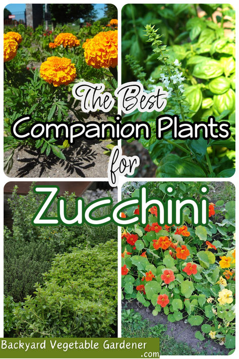 Descubre las plantas perfectas para mantener tu calabacín feliz y saludable en tu jardín. 🌼 #ConsejosParaJardineros #PlantasCompañeras  https://dianfarmer.com/zucchini-companion-plants/ #veggiegarden #gardenlife #gardeningismytherapy #lovegardening #containergardening #gardentips #gardensofinstagram #pottedgarden #nature #growyourown #ediblegarden #growyourownfood #kitchengarden #organicgardening #harvest #vegetables Best Companion Plants, Growing Zucchini, Zucchini Plants, Zucchini Flowers, Cucumber Beetles, Vegetable Garden For Beginners, Bush Beans, Companion Plants, Natural Fertilizer