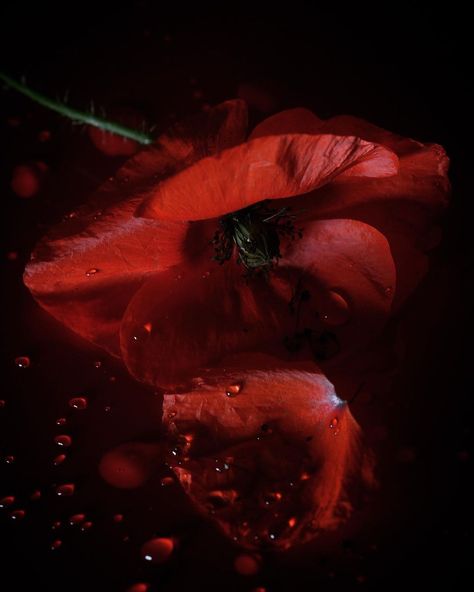 Poppy Aesthetic Flower, Dark Poppy Tattoo, Poppy Flower Aesthetic, Poppy Aesthetic, Red Poppies Aesthetic, Red Poppy Aesthetic, Dark Red Flowers Aesthetic, Lawrence Oleander, Poppy Flower Aesthetic Dark