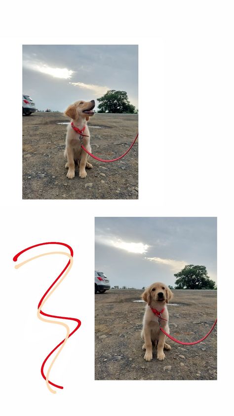 Dog Story Instagram Idea, Instagram Story Dog Ideas, Golden Retriever Instagram Story, Dog Stories Instagram Ideas, Dog Story Instagram, Puppy Instagram Story, Dog Captions For Insta, Dog Instagram Story, Golden Retriever Instagram