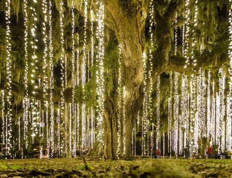 The garden known as Live Oak Alley is transformed into a rainforest of holiday lights that are extraordinary. South Carolina Christmas, Christmas Trips, Ethereal Decor, Pr Campaign, Best Christmas Light Displays, Brookgreen Gardens, Cascade Lights, Best Christmas Lights, Backyard Garden Landscape