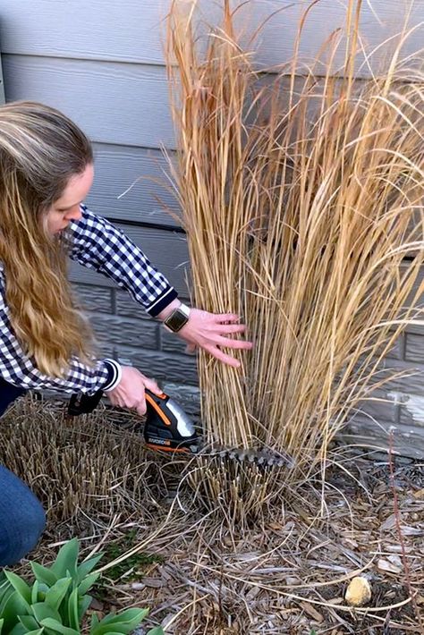 Tough Perennials, Ornamental Grass Landscape, Grass Landscape, Perennial Grasses, Fountain Grass, Ornamental Grass, Grasses Landscaping, Grasses Garden, Garden Makeover