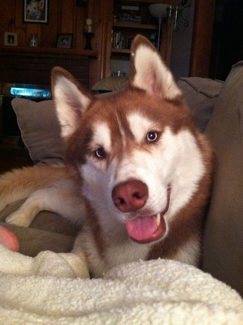 ~ BEAUTIFUL RED HUSKY ~ Red Husky Puppy, Red Husky Aesthetic, Husky Red, Red Siberian Husky, Red Husky, Wolf Husky, Alaskan Husky, Color Eyes, Cute Husky