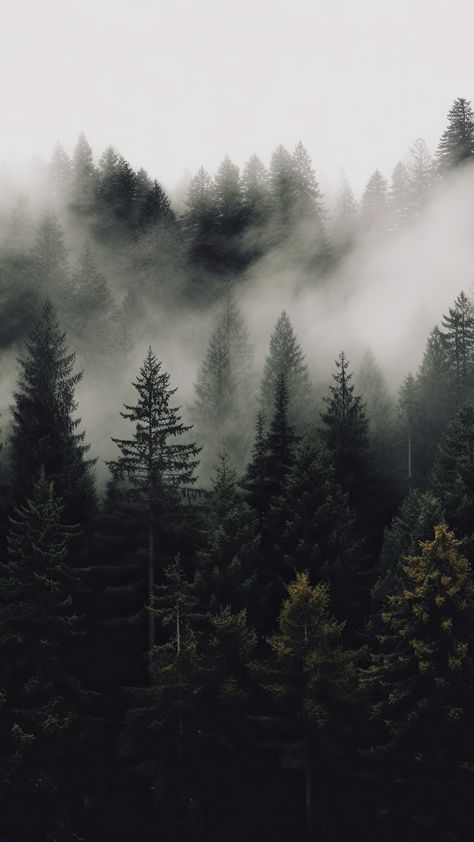 Background Desktop Hd, Wallpaper Trees, Nature 4k, Fog Forest, Dark Forest Aesthetic, Background Desktop, Dark Nature, Dark Green Aesthetic, Forest Background