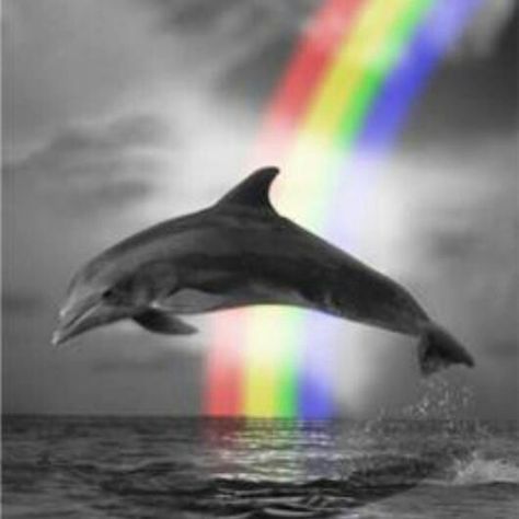 Dolphin rainbow Dolphin Images, Dolphin Photos, Fauna Marina, Dolphin Art, Bottlenose Dolphin, A Dolphin, Water Animals, Ocean Creatures, Ocean Animals