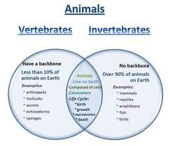 Vertebrates and Invertebrates - Venn Diagram Vertebrates And Invertebrates, Animal Classification, 7th Grade Science, Third Grade Science, 4th Grade Science, 6th Grade Science, 5th Grade Science, Teaching Biology, Science Notes