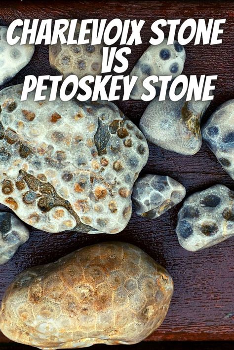 So what is the difference between a Petoskey Stone and a Charlevoix Stone? Here are the similarities and the differences between these two very similar, but different, fossils. Petosky Stone, Rock Identification, Rock Tumbling, Rock Hunting, Rocks And Fossils, Petoskey Stone, Fossilized Coral, Rock Minerals, Cool Rocks