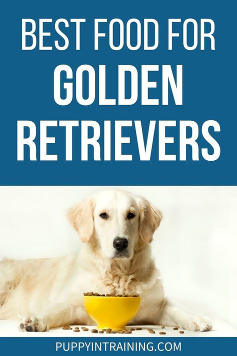 Best Food For Golden Retrievers - Golden Retriever down in front of bowl of kibble with some spilled onto the floor Food For Golden Retrievers, Golden Retriever Grooming, Dog Skin Allergies, Golden Retriever Training, Best Puppy Food, Make Dog Food, Medication For Dogs, Dog Treats Homemade Recipes, A Golden Retriever