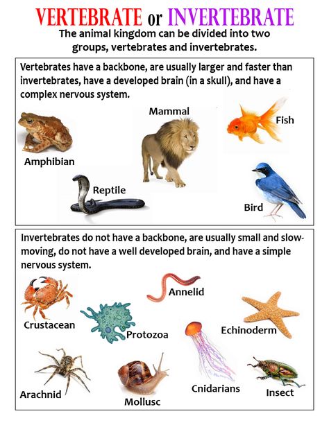 Vertebrate or Invertebrate ~ Anchor Chart * Jungle Academy Vertebrates And Invertebrates Anchor Chart, Vertebrates And Invertebrates Project, Vertebrates And Invertebrates Activities, Invertebrates Classification, Vertebrates And Invertebrates Worksheets, Vertebrate And Invertebrate Animals, Vertebrates Animals, Invertebrates And Vertebrates, Types Of Vertebrates