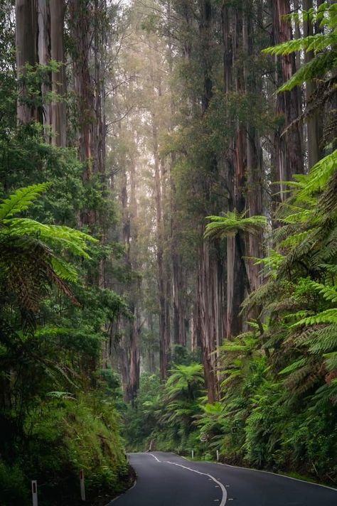 Tall Eucalyptus forest  Yarra Ranges, Australia Rain Forest Australia, Eucalyptus Australia, Australian Forest, Australia Forest, Eucalyptus Forest, Path To Heaven, Eucalyptus Tree, Australian Bush, Tall Trees