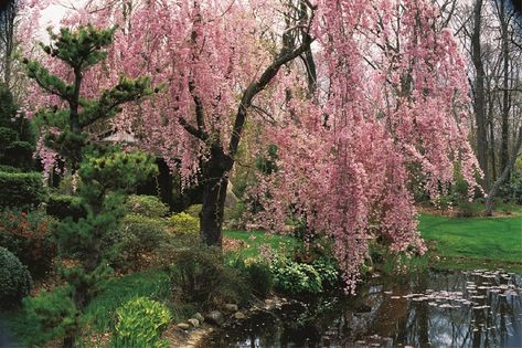 Flowering cherry trees are popular for their showy spring flowers, fruit for the birds and colorful fall foliage. Learn about flowering cherry trees, including which ornamental varieties are best for residential gardens and how to care for them. Also get a list of the best places to see cherry blossom in the US. Tree Garden Design, Ornamental Cherry, Weeping Cherry Tree, Flowering Cherry Tree, Cherry Blossom Japan, Blossom Garden, Cherry Trees, Sakura Tree, Pink Trees