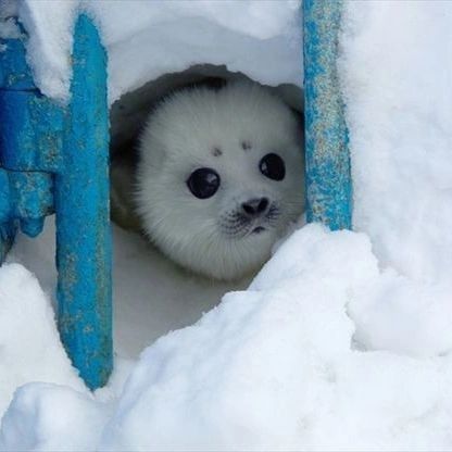 Baby Seal, Too Cute, Discover Yourself, Express Yourself, A Place, Tumblr, Blue