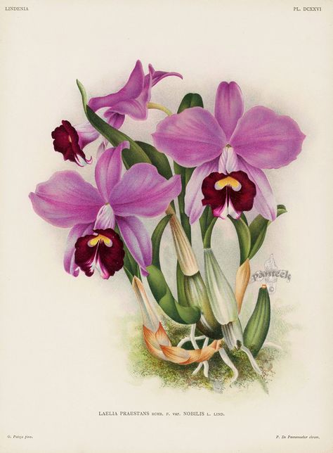 Orchid Illustration, Orchid Drawing, Illustration Botanique, Decoupage Art, Beautiful Orchids, Botanical Painting, Plant Illustration, Botanical Drawings, Botanical Flowers