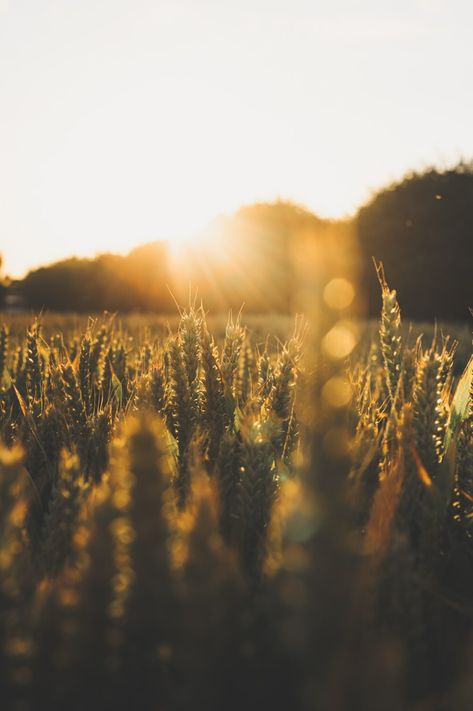 Centered on the first grain harvest and first fruits of the year, Lammas, also known as Lughnasadh, is celebrated with bread, fruits and rituals to to reconnect with your goals. Continue reading for step-by-step guides to celebrate lammas and how to manifest your dreams during this magical time of year. Pagan Festivals, Nature Background Images, Sports Bike, Free High Resolution Photos, Nature Background, Bike Photo, Wallpaper Download, Nature Backgrounds, Background Pictures