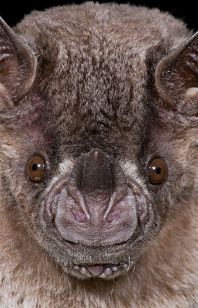 _aaa5384 Bat Conservation, Bumblebee Bat, Bat Face, Healthy Community, Animal Noses, Bat Species, Bat Flying, Bighorn Sheep, Vampire Bat