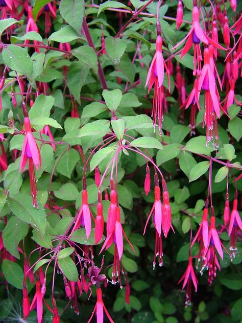 Fuchsia magellanica Fuchsia Plant, Front Garden Design, Garden Indoor, Garden Shrubs, Deck Garden, Garden Borders, Propagating Plants, Growing Flowers, Tropical Garden