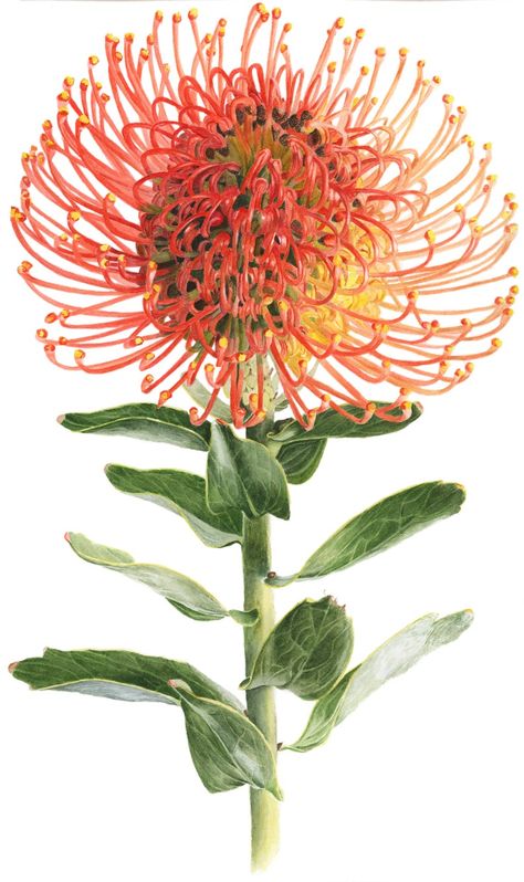 Protea Painting, Pin Cushion Protea, Flower Art Watercolor, Geometric Wallpaper Iphone, South African Flowers, Protea Art, Botanical Flower Art, Protea Flower, Australian Native Flowers