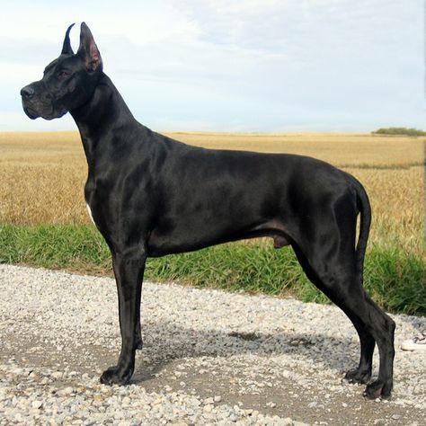 great dane great dane great dane Black Great Danes, Tallest Dog, Dane Puppies, The Great Dane, Dangerous Dogs, Great Dane Puppy, Dane Dog, Great Dane Dogs, Great Danes