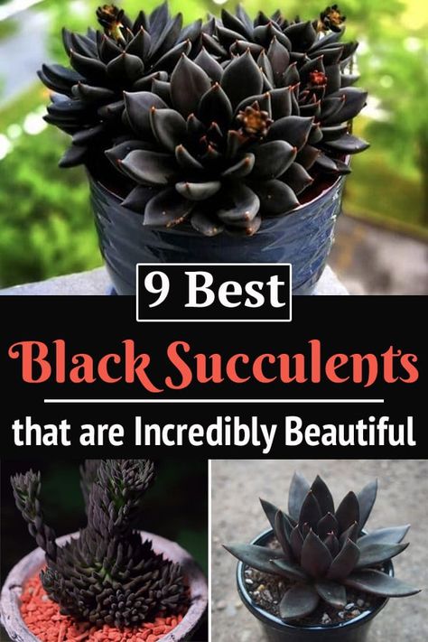 Dark Succulents, Black Succulents, Tanaman Indoor, Goth Garden, Gothic Garden, White Halloween, Black Garden, Succulent Gardening, Dry Creek