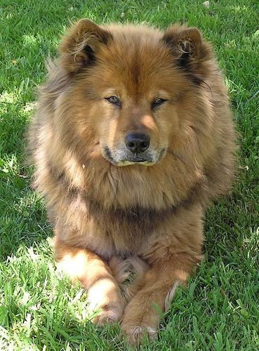 German Shepherd Chow Chow, via Flickr. Perros Chow Chow, German Shepherd Mix, Chow Chow Dogs, Lion Dog, Yorkshire Terrier Puppies, Mixed Breed Dogs, Chow Chow, Beautiful Dogs, Big Dogs