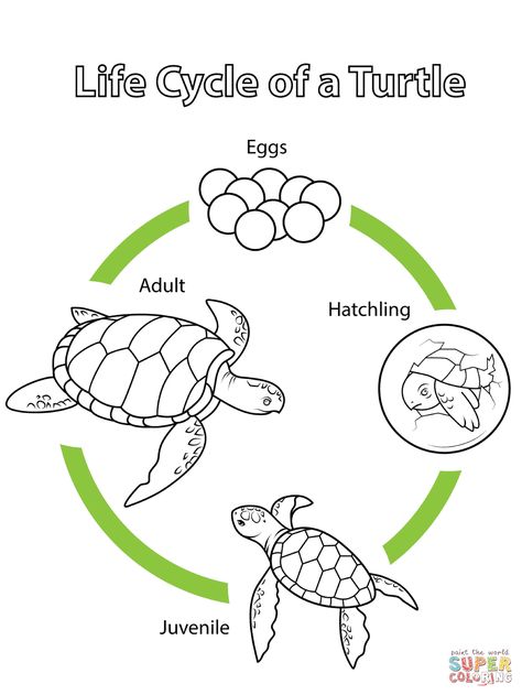 Life Cycle Of A Turtle, Sea Turtle Life Cycle, Life Cycle Worksheet, Life Cycles Preschool, Turtle Life Cycle, Turtle Activities, Turtle Coloring, Pond Animals, Maternelle Grande Section