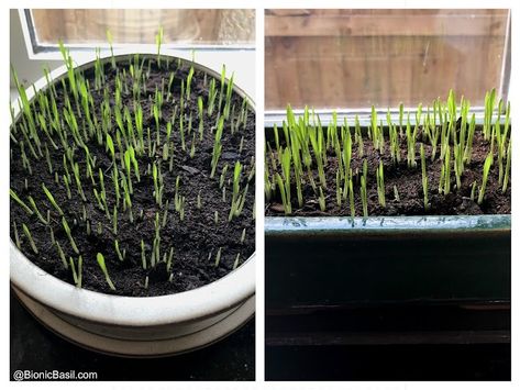 ©BionicBasil® Gardening with Cats - How to Grow Cat Grass Cat Grass, Health Living, Cat Garden, Pet Peeves, Cat Top, Cat Health, We Can Do It, Grow Your Own, All About Cats