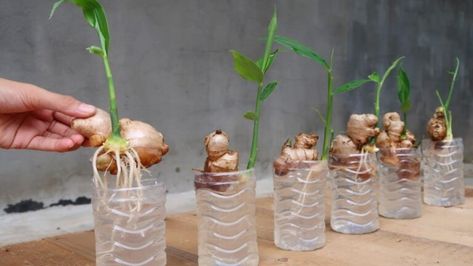 How to Grow Ginger in Water: A Beginner’s Guide - sharingideas.me Grow Ginger From Root, Growing Ginger Indoors, Gemüseanbau In Kübeln, Ginger Rhizome, Growing Ginger, Ginger Plant, Ginger Water, Green Tips, Container Gardening Vegetables