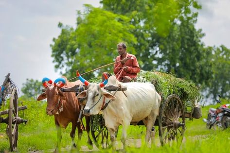 Indian Farming, Sugarcane Field, Arty Photos, Agriculture Photography, Bullock Cart, Poster Color Painting, Happy Diwali Images, Pull Cart, Poster Color