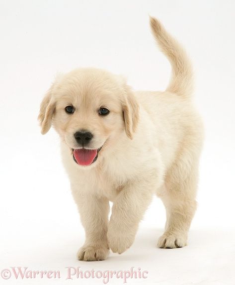 Photograph of Golden Retriever puppy running forward. Rights managed white background Dog image. Puppy Running, Pretty Puppies, Dog Line Drawing, Yellow Lab Puppies, Dog Golden Retriever, Velvet Dog Collar, Luxury Dog Collars, Engraved Dog Collar, Dog Collar With Name