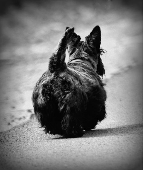 Funny Scottish terrier Scottish Terrier Puppy, Dog Comics, Scottie Terrier, Scotty Dog, Scottie Dogs, Scottish Terriers, Arte Animal, Scottish Terrier, Cairns