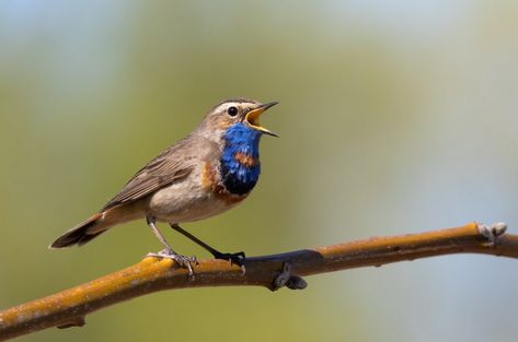 Amazing Singing, Thick Forest, Learn To Sing, Chirping Birds, Mocking Birds, Birds Singing, Interesting Science Facts, Song Birds, Bird Calls