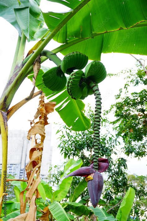 Musa , Praying hands , Musaceae , bunch of banana and flower, Banana tree Stock Photo | Adobe Stock Banana Tree From Banana, Banana Tree Png, Musa Banana Tree, Banana Tree With Fruit, Banana Varieties, Bodybuilding Recipes, Banana Tree, Praying Hands, Adobe Stock