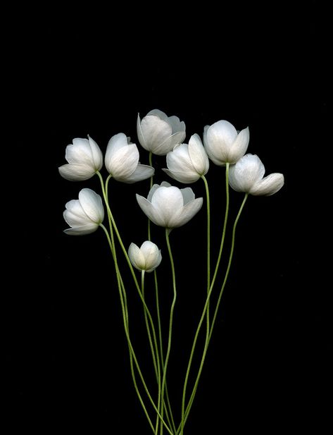 Beautiful scanner photography  Anemone canadensis by horticultural art, via Flickr Anemone Canadensis, Flowers In A Vase, Colorful Roses, Deco Floral, Arte Floral, Flower Beauty, Flowers Nature, Ikebana, Anemone