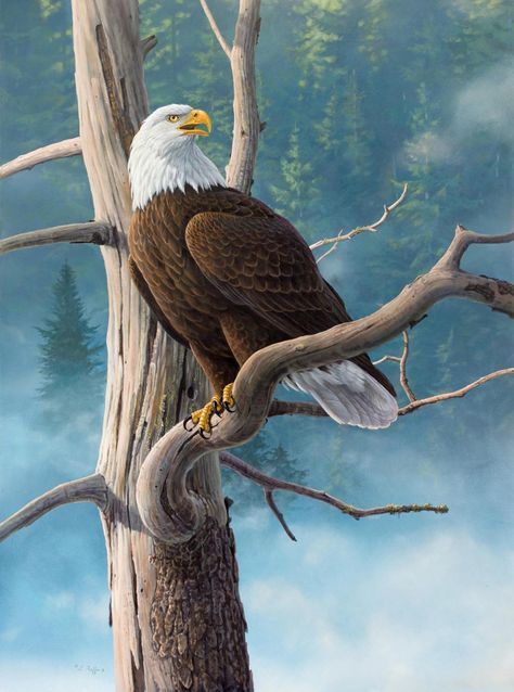 "Majestic Presence" by Luke Raffin | Canada Aigle Royal, Eagle Flying, Eagle Painting, Wildlife Garden, Eagle Pictures, Arte Dc Comics, An Eagle, Paint By Number Kits, Fine Arts Posters