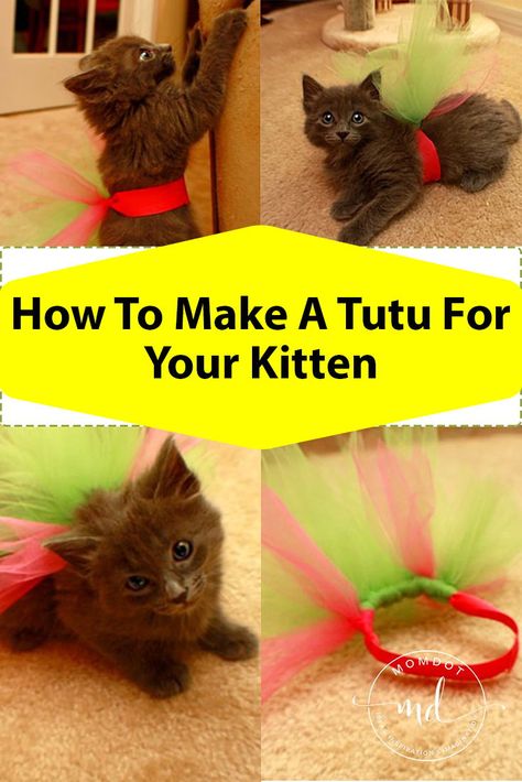 How To Make A Tutu For Your Kitten Costumes For Cats Diy, Make A Tutu, Ballet Crafts, Kitten Clothes, Kitty Crafts, Tulle Skirt Tutorial, Tulle Crafts, Spoiled Cats, Tutu Tutorial