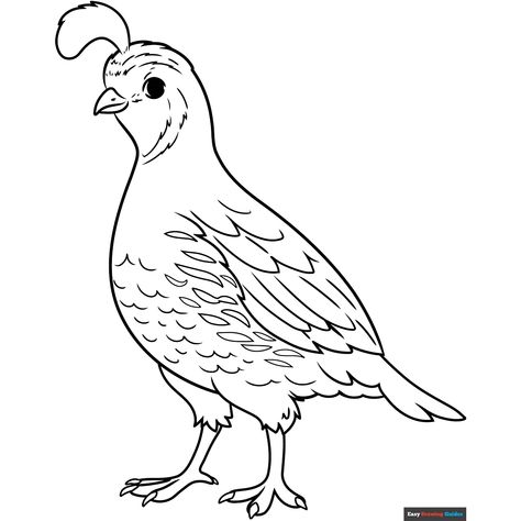 Free Quail Coloring Page for Kids Quail Pictures, Quail Drawing, Easy Drawing Guides, Easy Bird, Drawing Guides, Kids Print, Alphabet Flashcards, Drawing Tutorial Easy, Coloring Tutorial