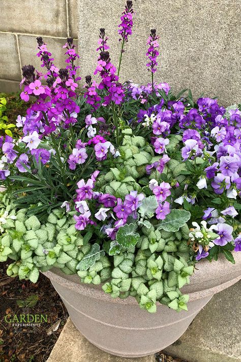 Purple and White Container Garden for Easter -- The plants in this purple and white themed container garden include wallflower, pansies, dusty miller, and lamium via @gardenexperimnt White Container Garden, White Container, Container Garden Design, Container Gardening Flowers, Dusty Miller, Container Gardening Vegetables, Garden Containers, Beautiful Flowers Garden, Container Garden