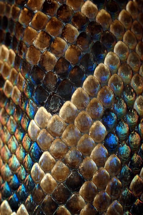 Snakeskin. Texture of the snake-skin detail , #SPONSORED, #Texture, #Snakeskin, #snake, #detail, #skin #ad Snake Skin Texture Drawing, Snake Astethic, Reptile Skin Texture, Golden Snake Aesthetic, Snakeskin Tattoo, Biomorphic Pattern, Snake Shedding Skin, Dragon Skin Texture, Texture In Nature