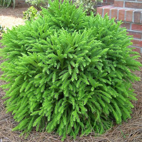 An excllent selection that retains a compact, dense mound with little care. Use as a single specimen or group as a mass planting. Fine-textured foliage breaks up the bold effects of large-leaved plants. Globosa Nana, Small Urban Garden, Planting Shrubs, Garden Shrubs, Evergreen Shrubs, Landscaping Plants, Trees And Shrubs, Shade Garden, Front Garden